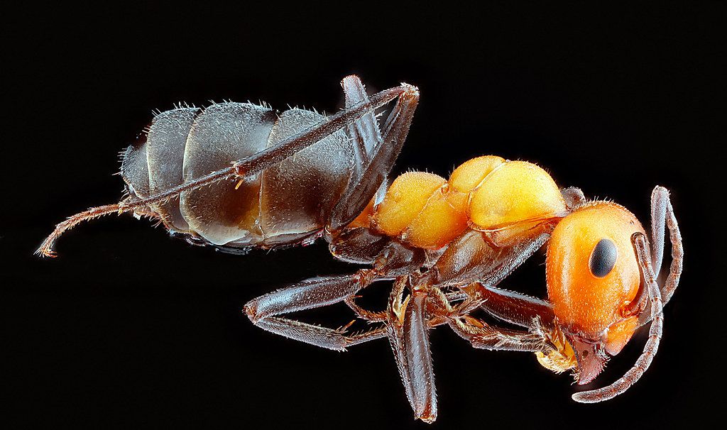 Ant Control service in Encinitas, CA