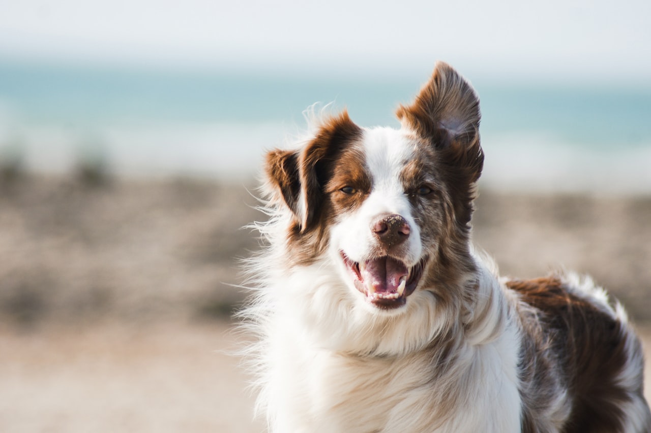 Flea & Tick Control service in Encinitas, CA