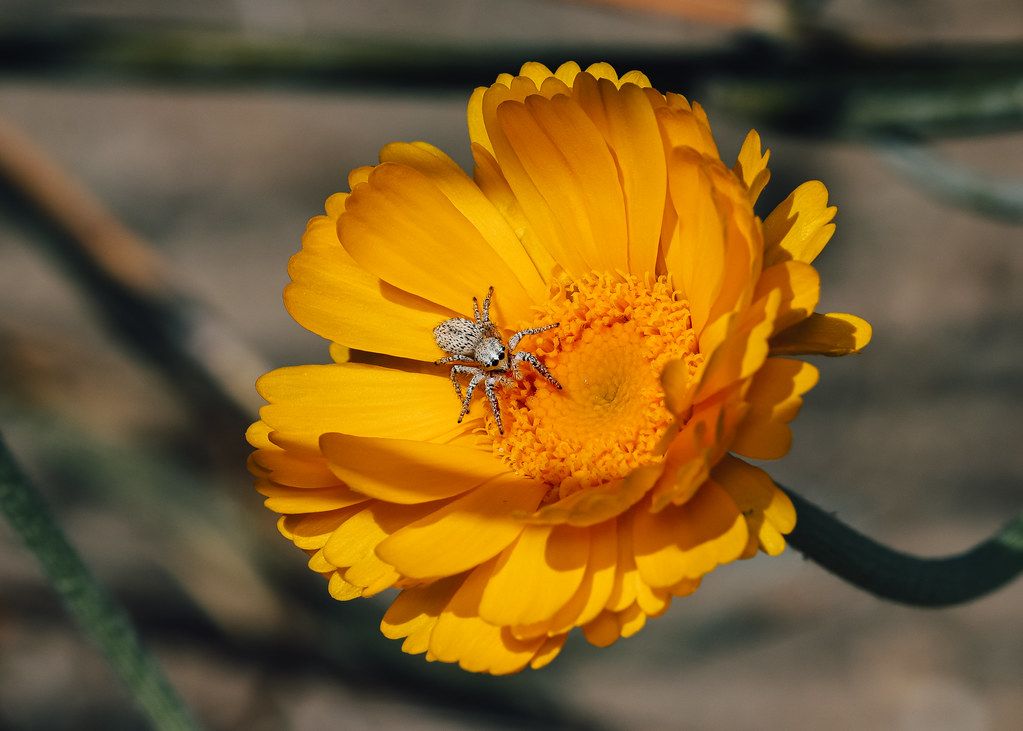 Spider Control service in Encinitas, CA